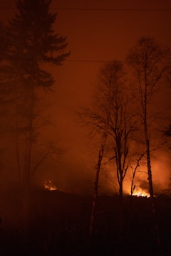 fire near trees