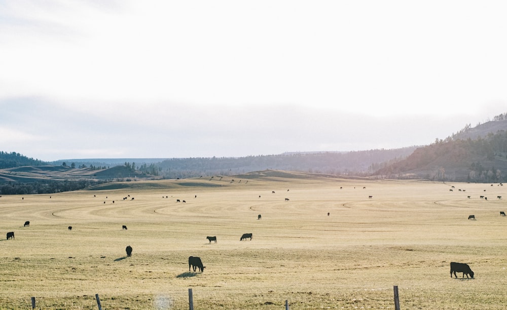 animals on open field under clear sky