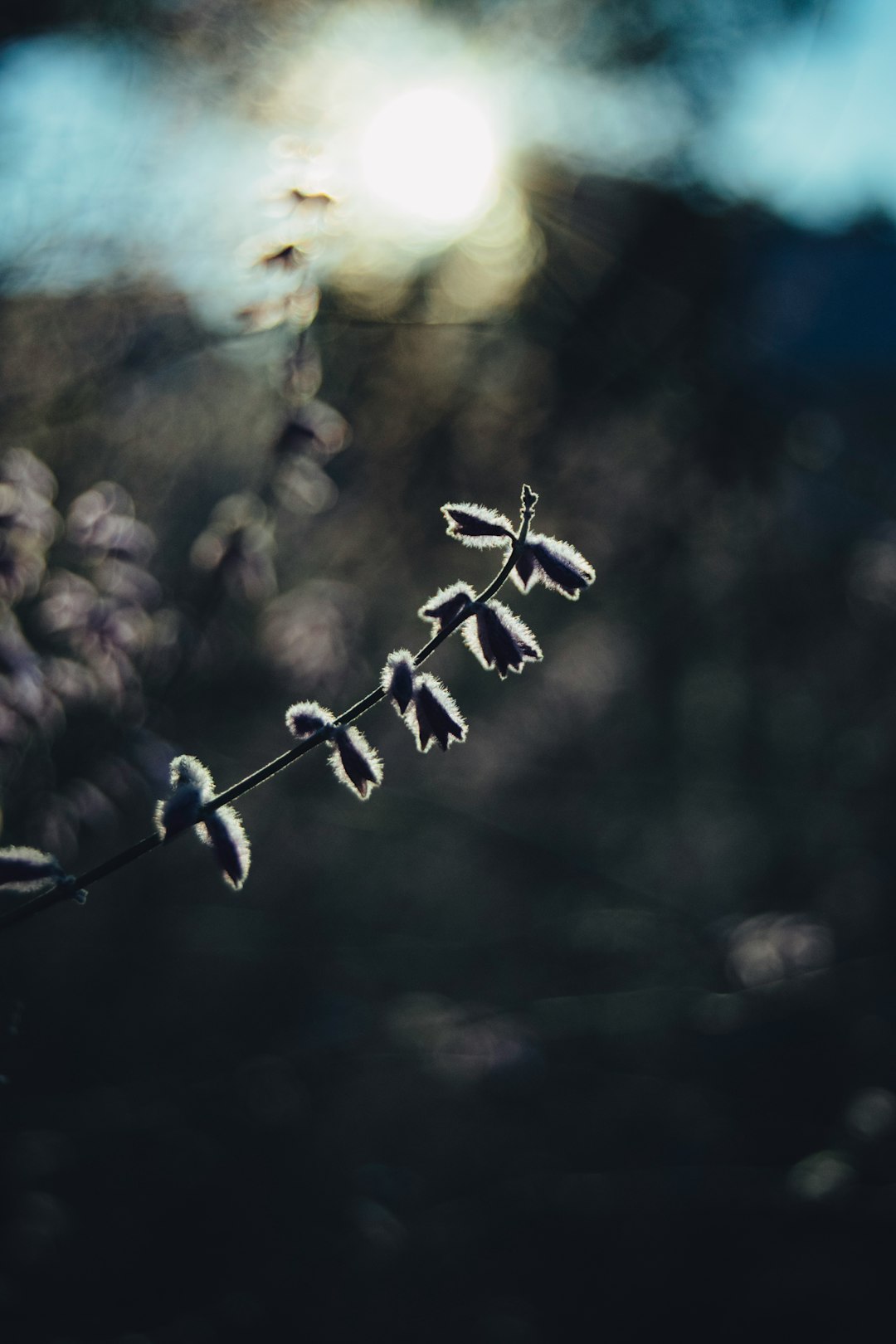 closeup photography of white leafed plant