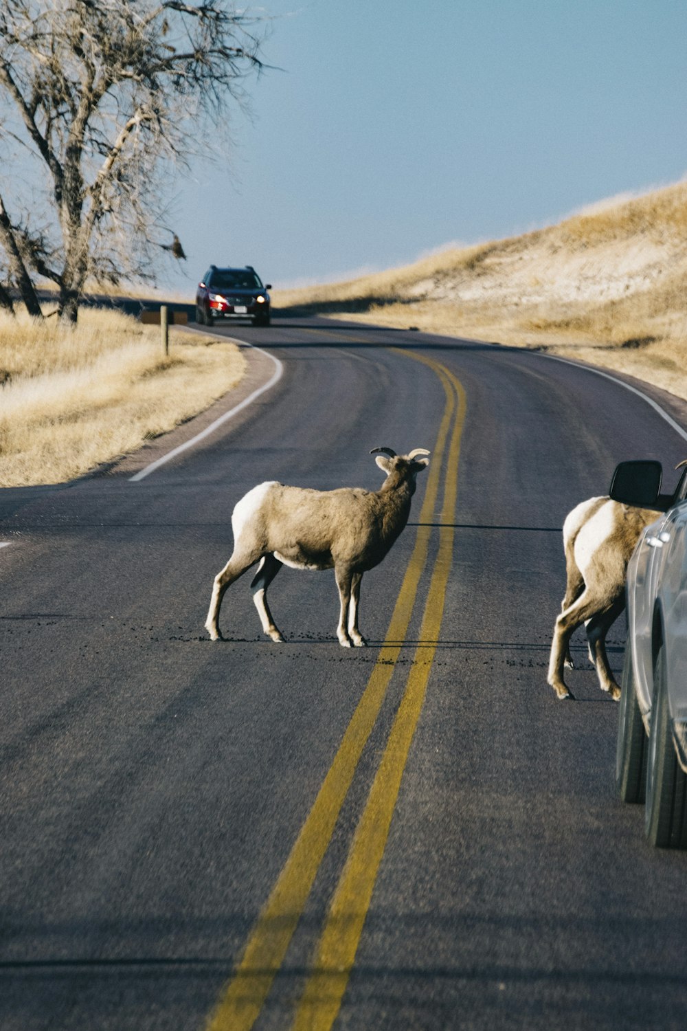 deer on road during daytime