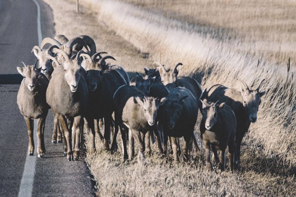 herd of sheep on road