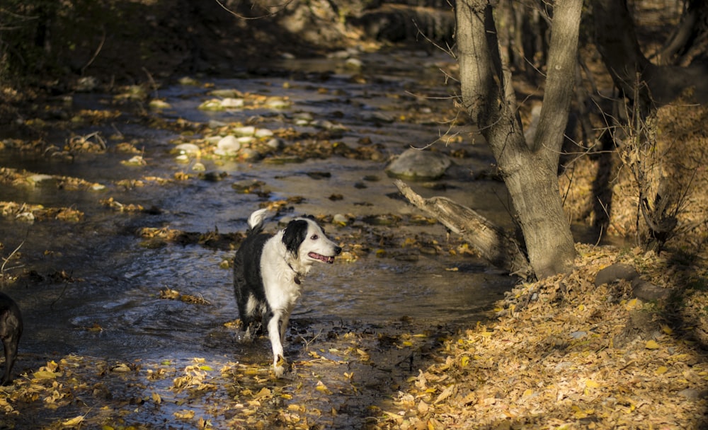 dog walking on river in forest