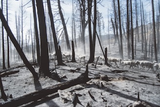 A group of sheep walks through a burned forest, with charred trees and ash covering the ground. Sunlight filters through the remnants of the forest, casting long shadows and illuminating the path taken by the sheep.