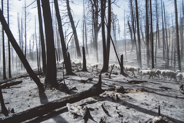 A group of sheep walks through a burned forest, with charred trees and ash covering the ground. Sunlight filters through the remnants of the forest, casting long shadows and illuminating the path taken by the sheep.