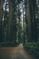A peaceful clearing with soft ferns and towering redwoods, inviting calm and connection.