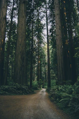 Trail winding through towering redwoods with sunlight filtering through the branches.