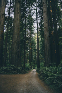 Trail winding through towering redwoods with sunlight filtering through the branches.