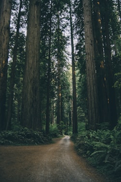 A serene forest trail winding through towering Sitka spruce trees on Prince of Wales Island.
