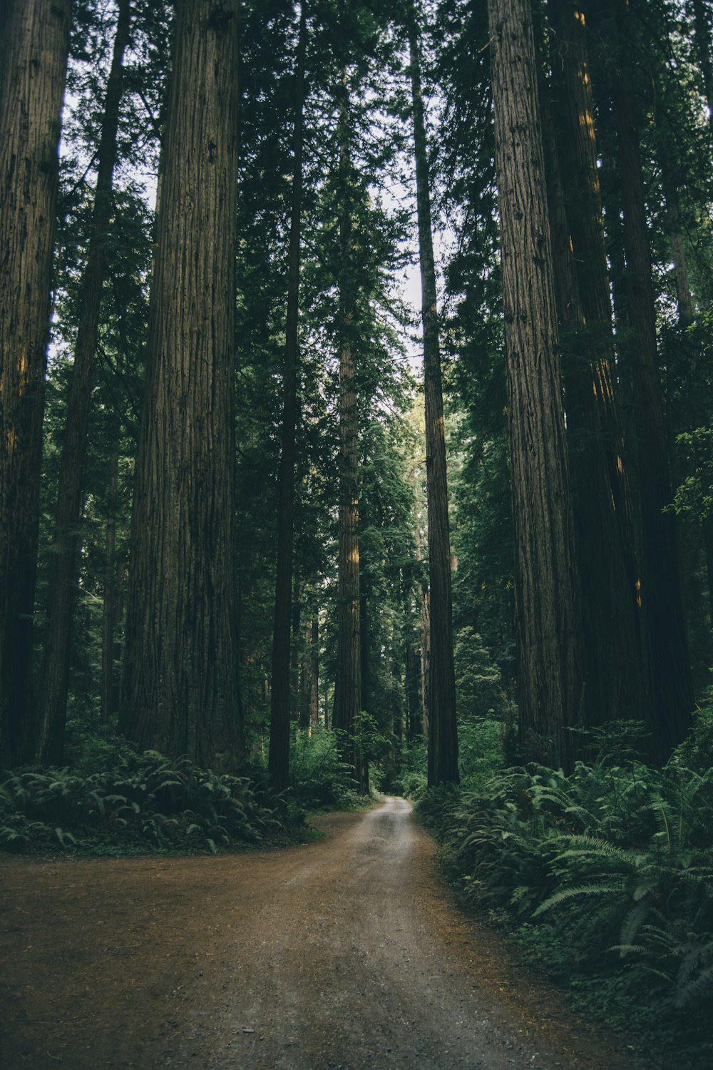 empty dirt road between trees