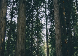 empty dirt road between trees