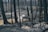 A forested area with charred trees, likely evidence of a recent fire. A white dog stands prominently in the foreground among the burnt landscape, while a group of sheep is seen in the background navigating through the trees. The ground is covered with ash and scorched debris, with remnants of yellowed grass suggesting the aftermath of a wildfire.