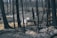 A forested area with charred trees, likely evidence of a recent fire. A white dog stands prominently in the foreground among the burnt landscape, while a group of sheep is seen in the background navigating through the trees. The ground is covered with ash and scorched debris, with remnants of yellowed grass suggesting the aftermath of a wildfire.