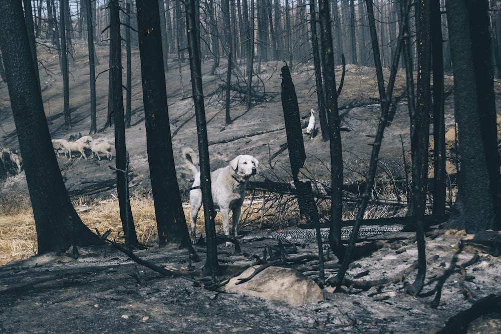 grey dog walking on burnt forest trees