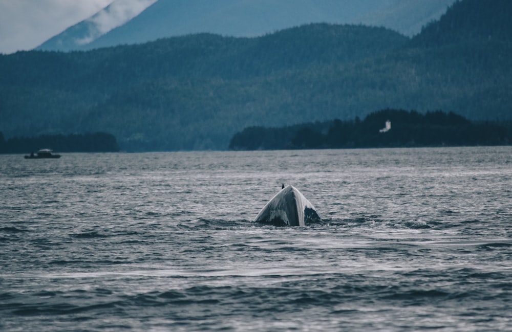 triangular box in ocean