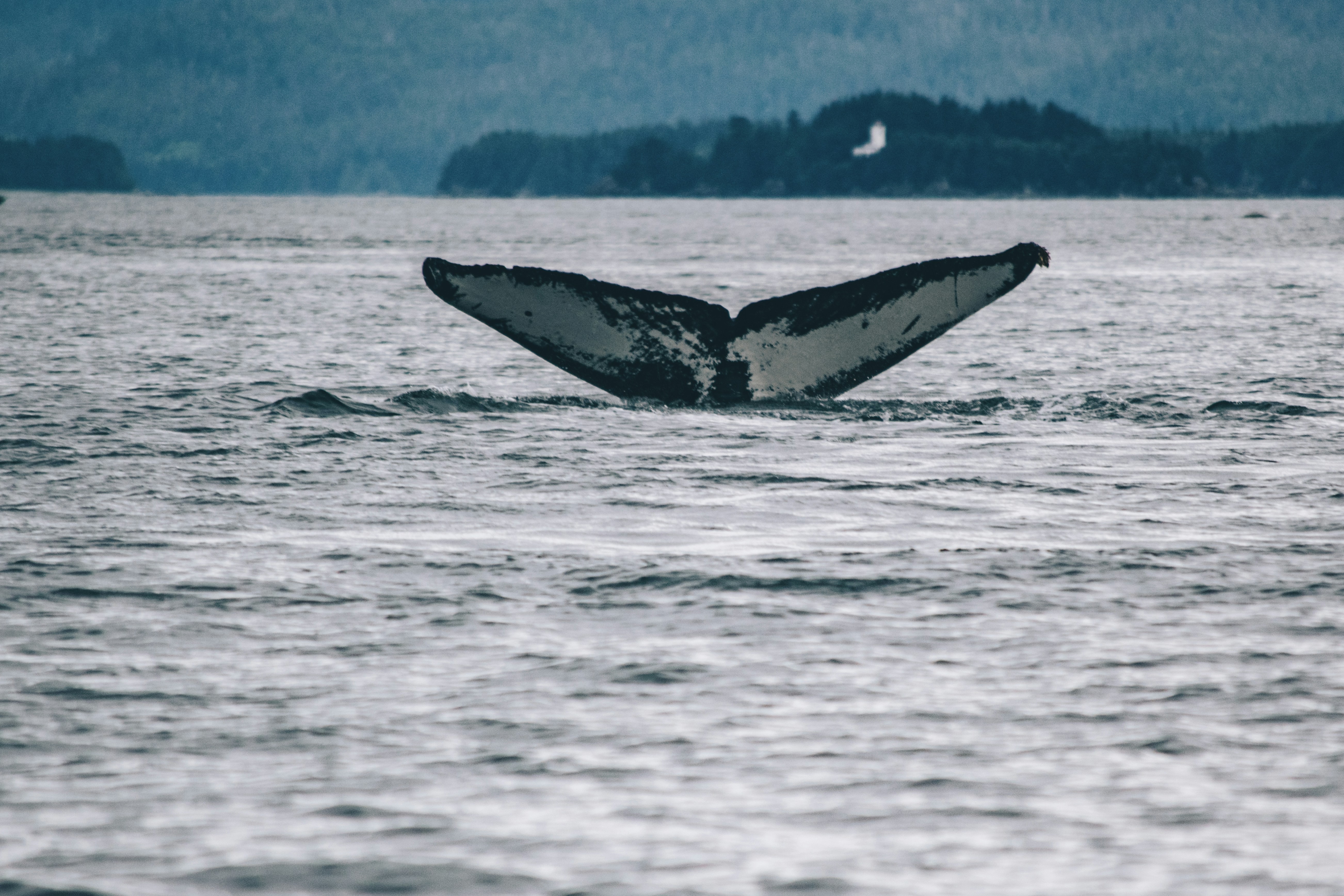 Bitcoin Whales Woke Up in 2025 and Moved Billions in BTC—Here's Why