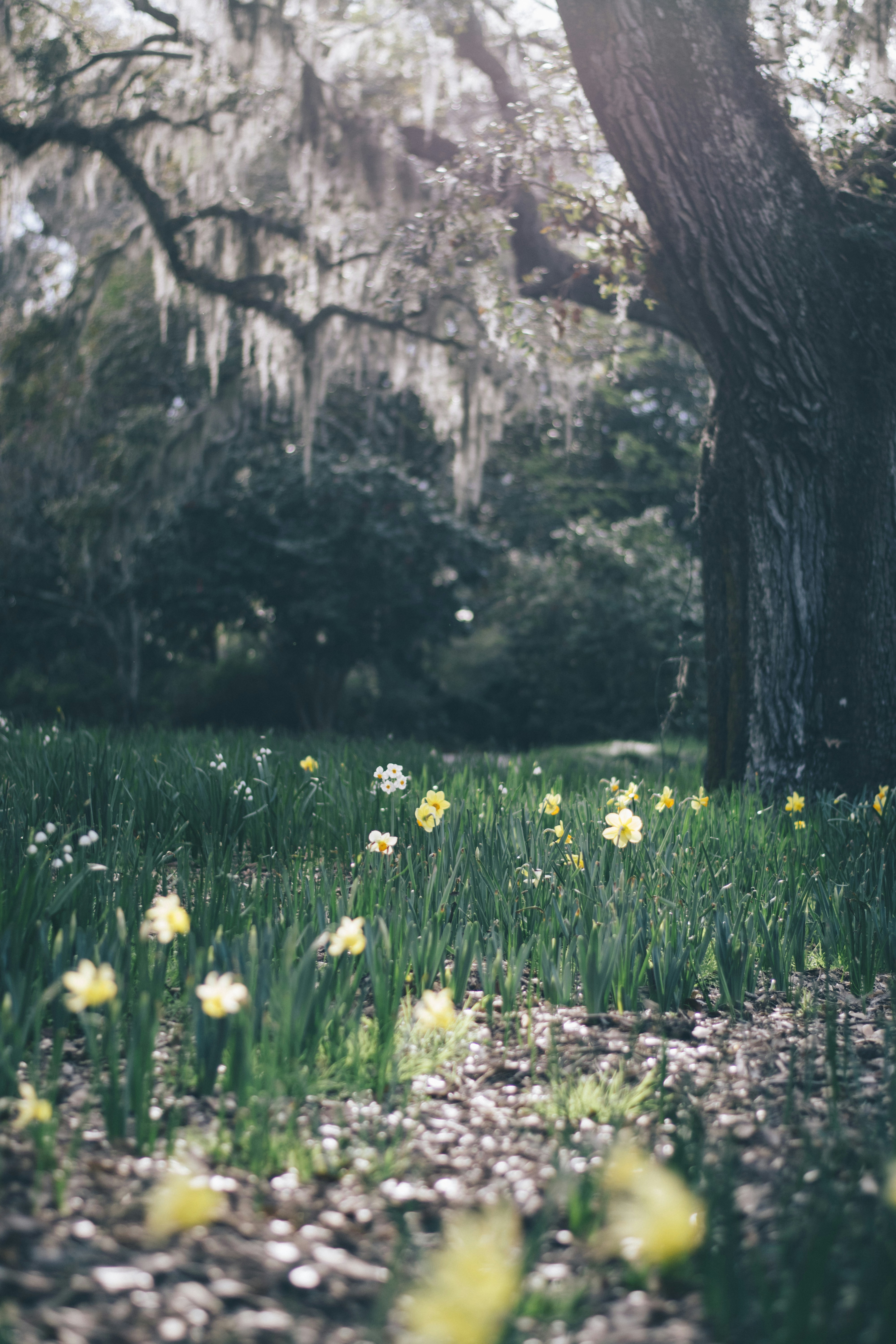 Foto zum Thema Gelbe Blütenblätter in der Nähe des Baumes während des