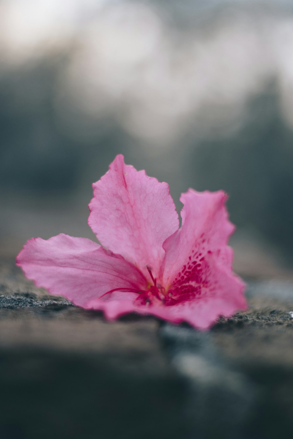 ピンクの花が咲く