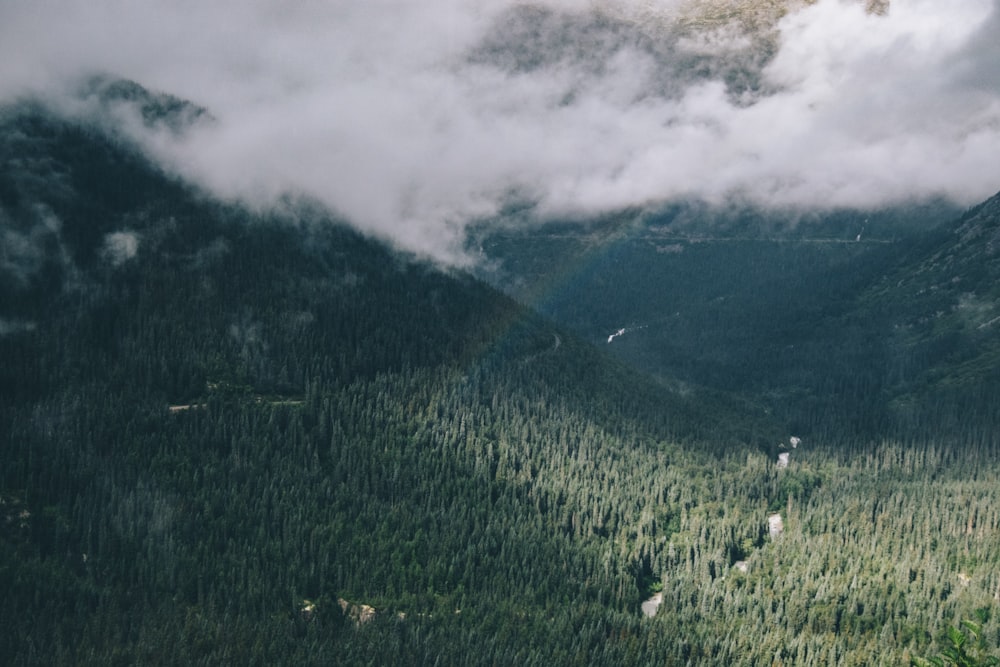 Fotografía de vista aérea de bosque