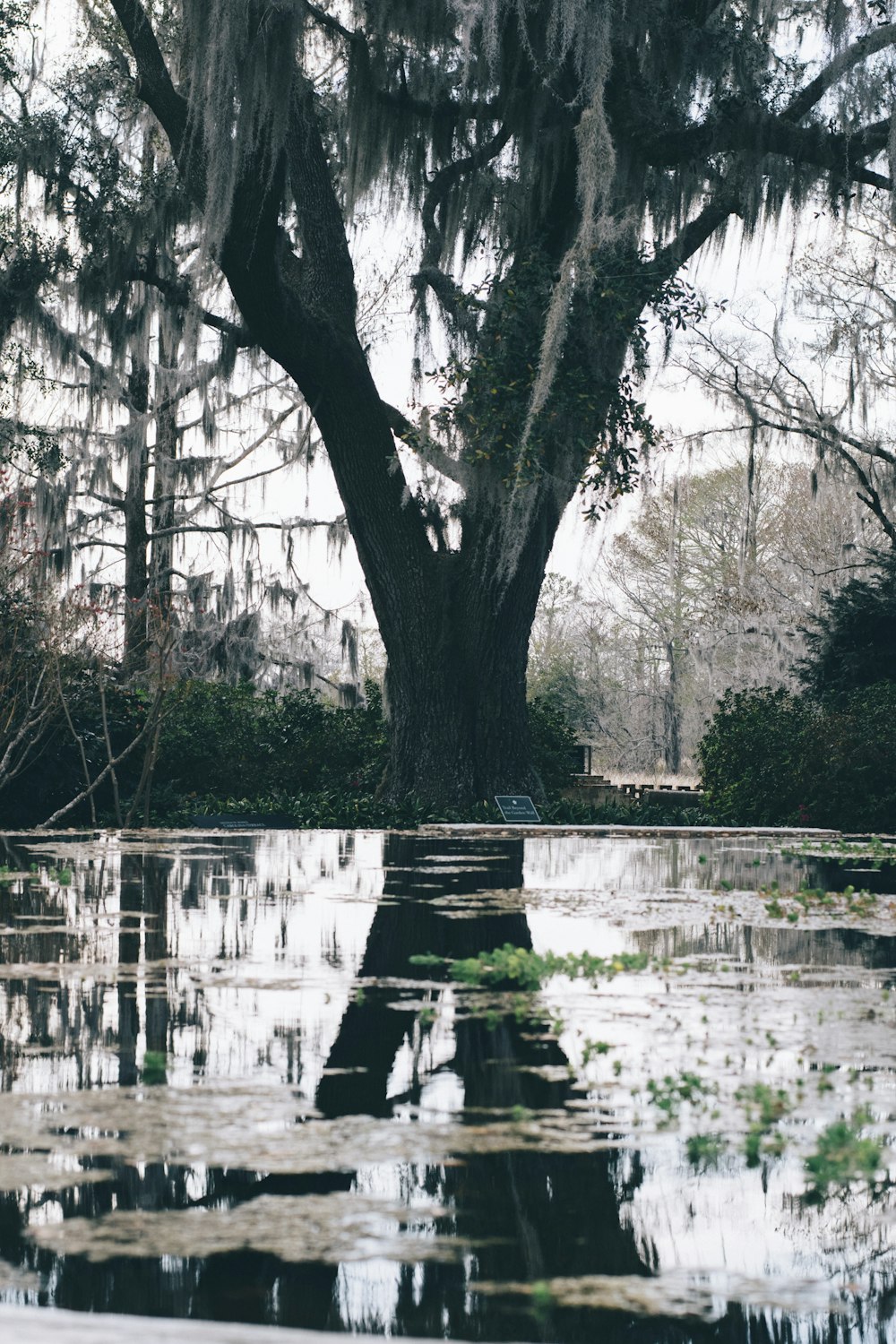 body of water near tree