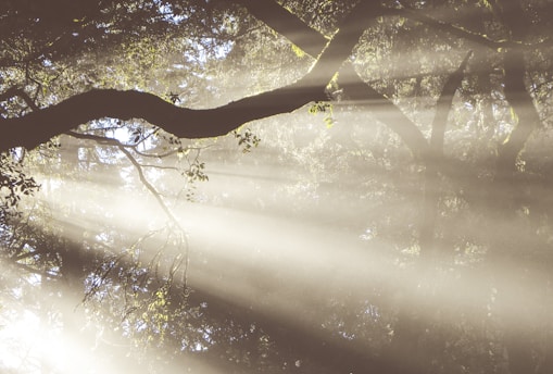 Sunlight streaming through softly swaying tree branches in a calm forest.