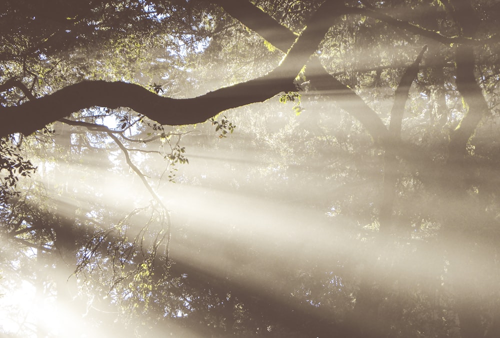 lights passing through tree