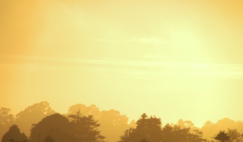 silhouette of tall trees