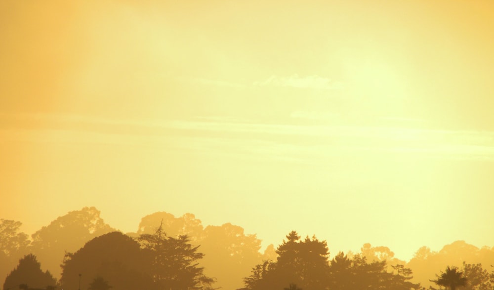 silhouette of tall trees