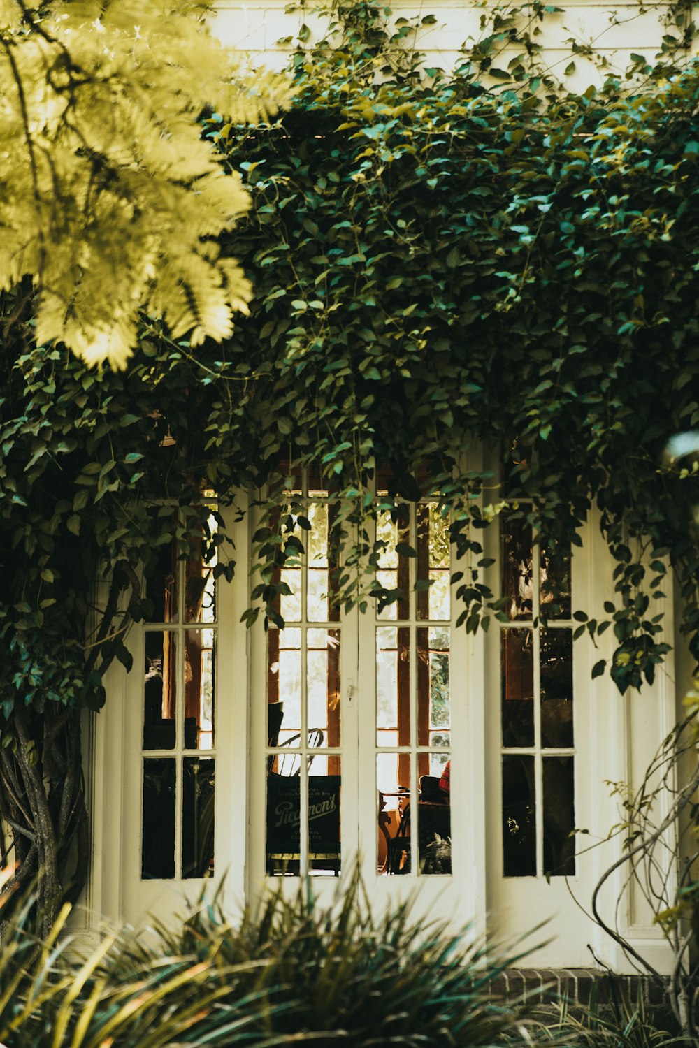 green plants above white window