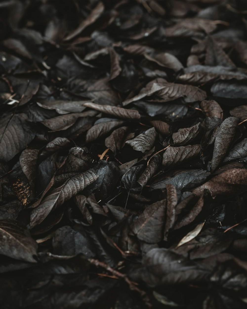 close-up photography of dried leaves