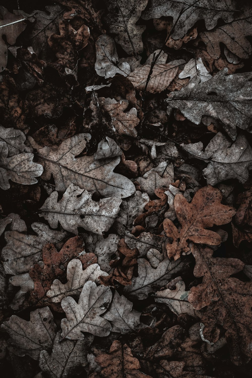 brown dried leaves