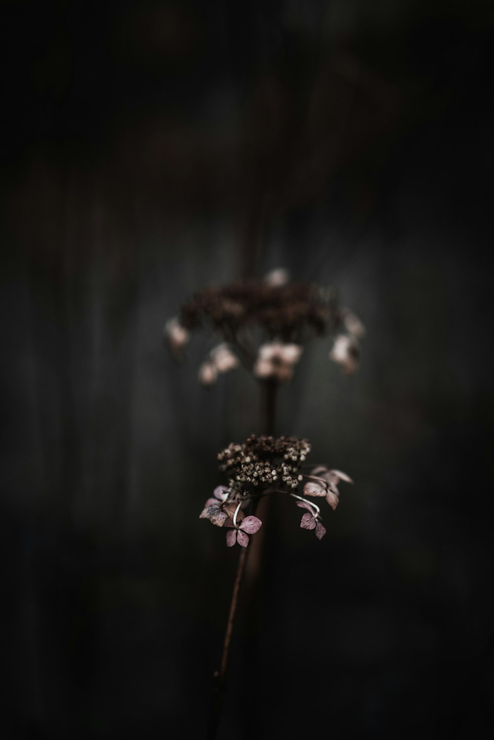 white petaled flowers