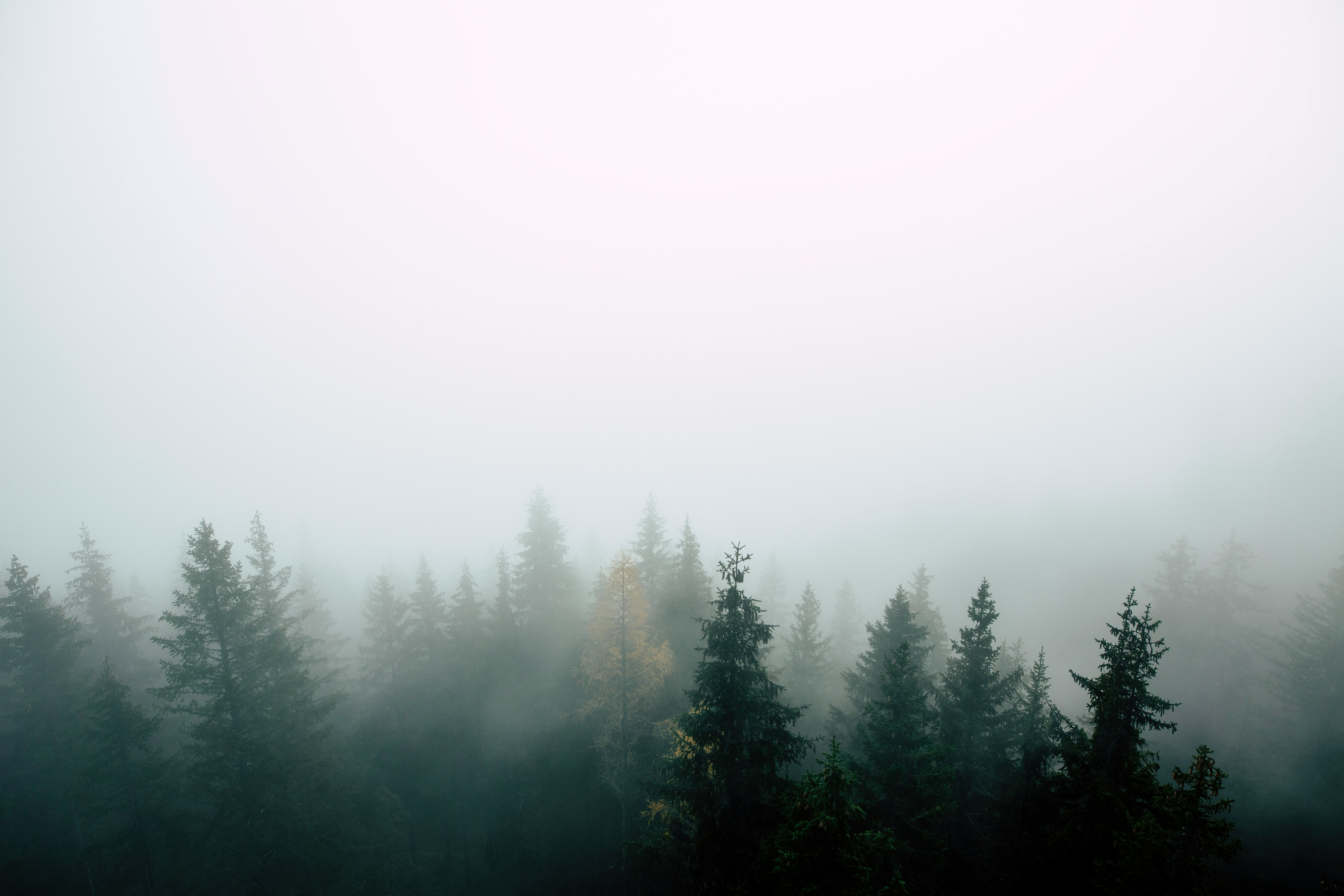 pine trees covered with fog