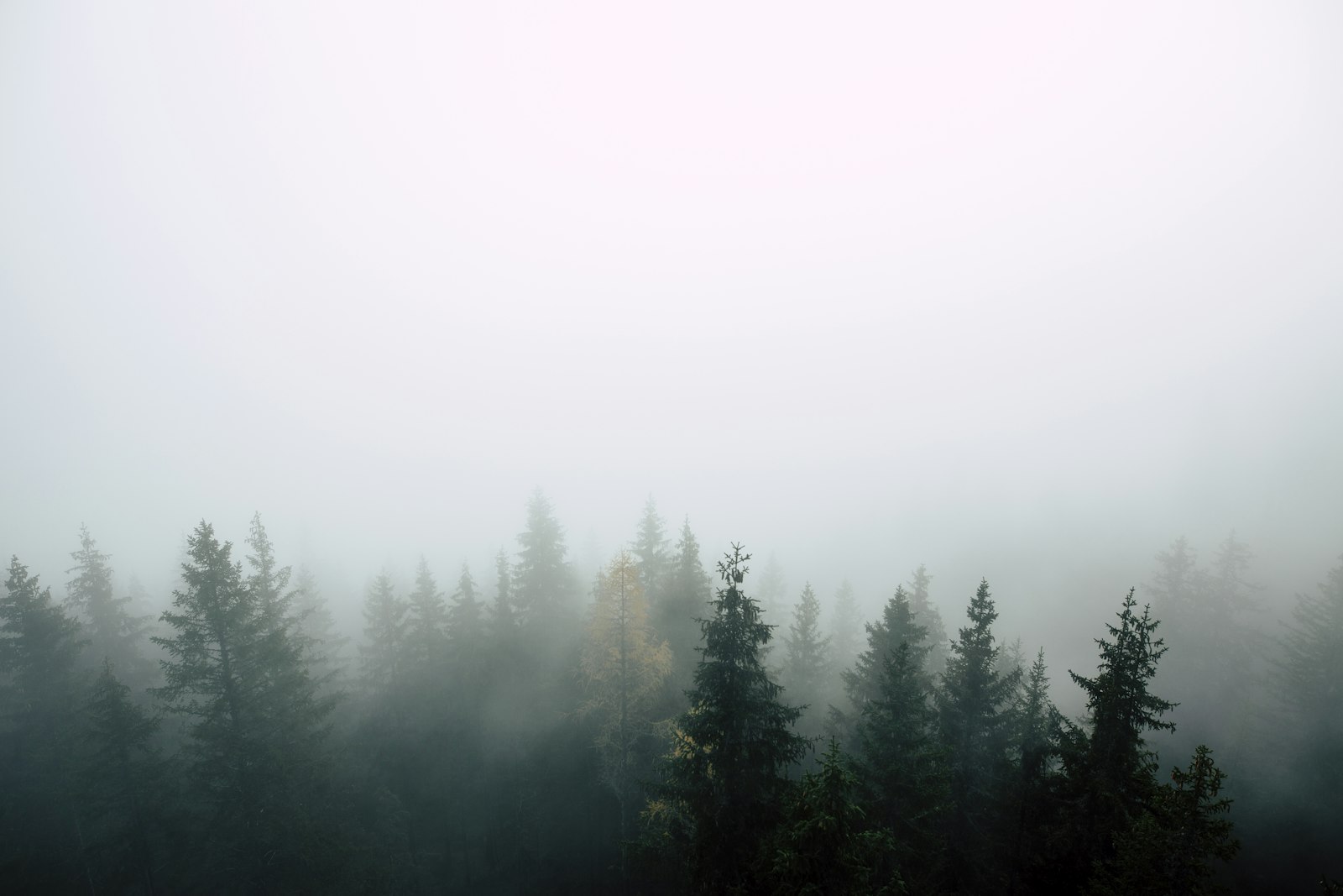 Canon EOS 5D Mark III + Sigma 20mm F1.4 DG HSM Art sample photo. Pine trees covered with photography