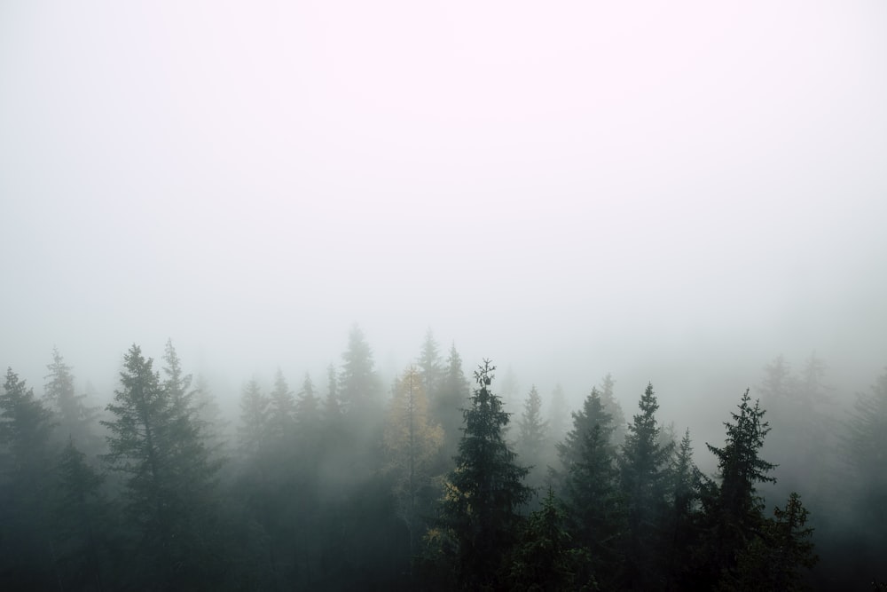pine trees covered with fog