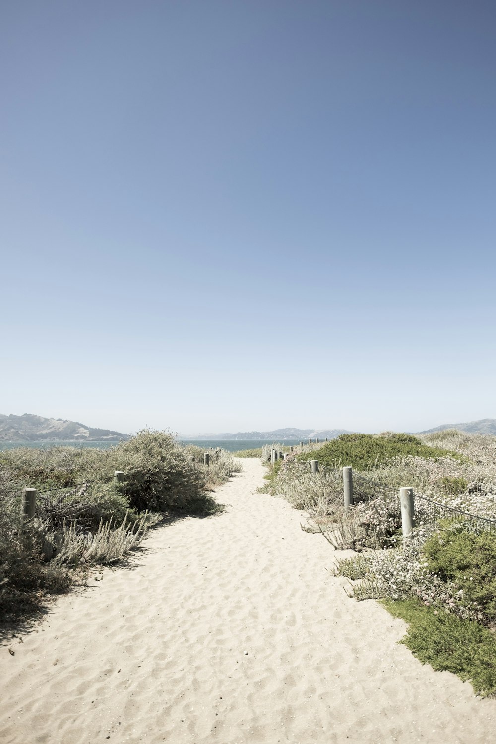 path and green leafed plant