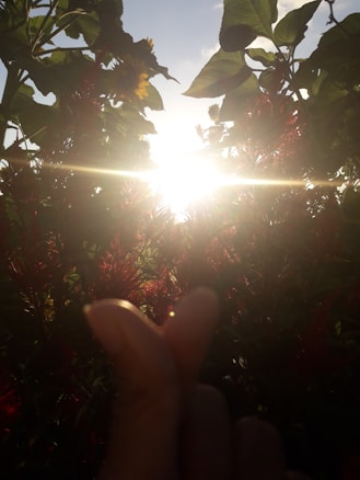 Sunlight streams through tall plants with broad leaves and vibrant flowers, creating a warm and luminous atmosphere. A hand is visible in the foreground, holding its fingers in a heart shape.
