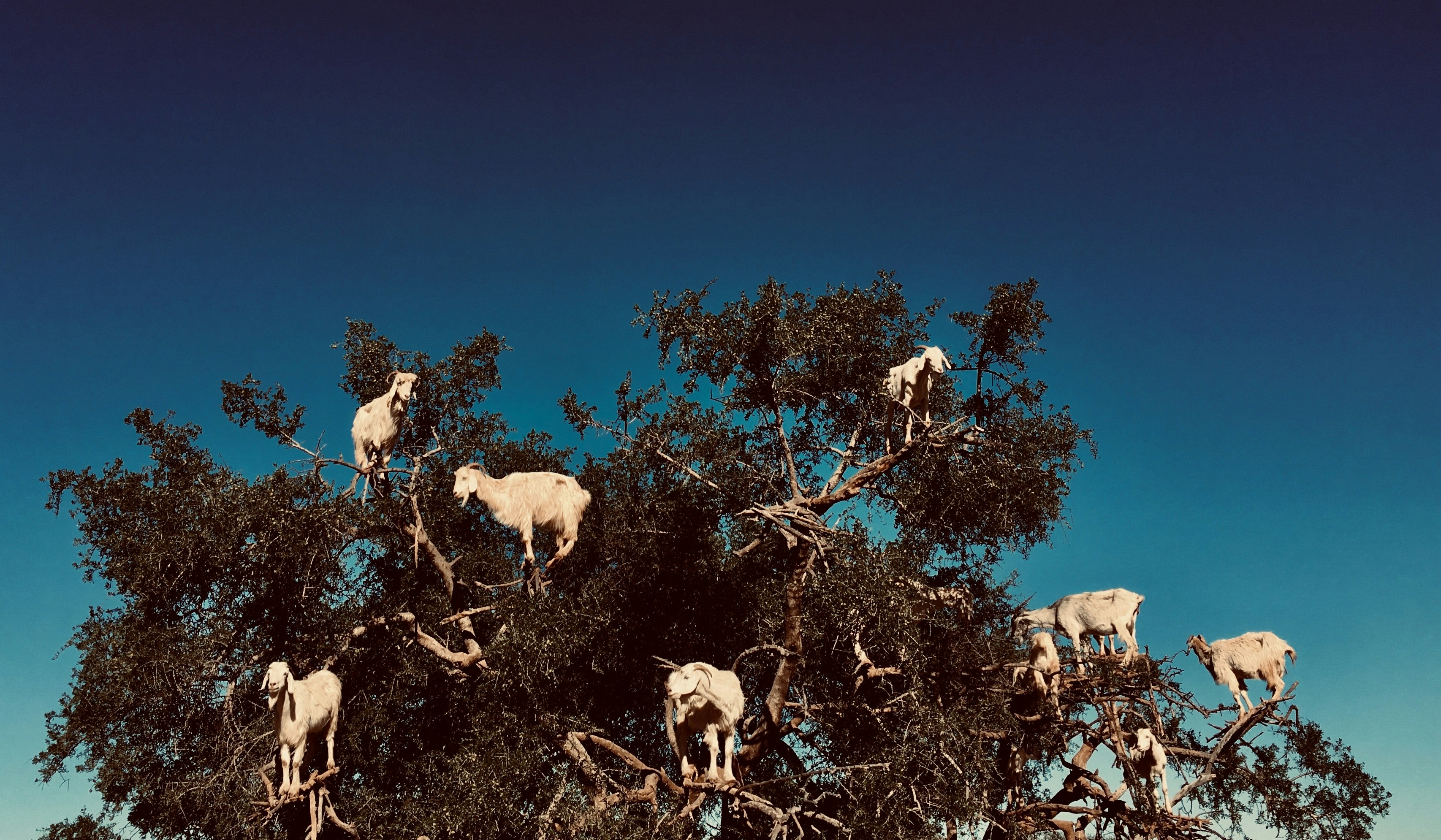 digital wallpaper of white goats on branches of tree