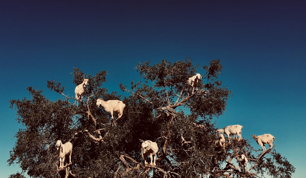 digital wallpaper of white goats on branches of tree