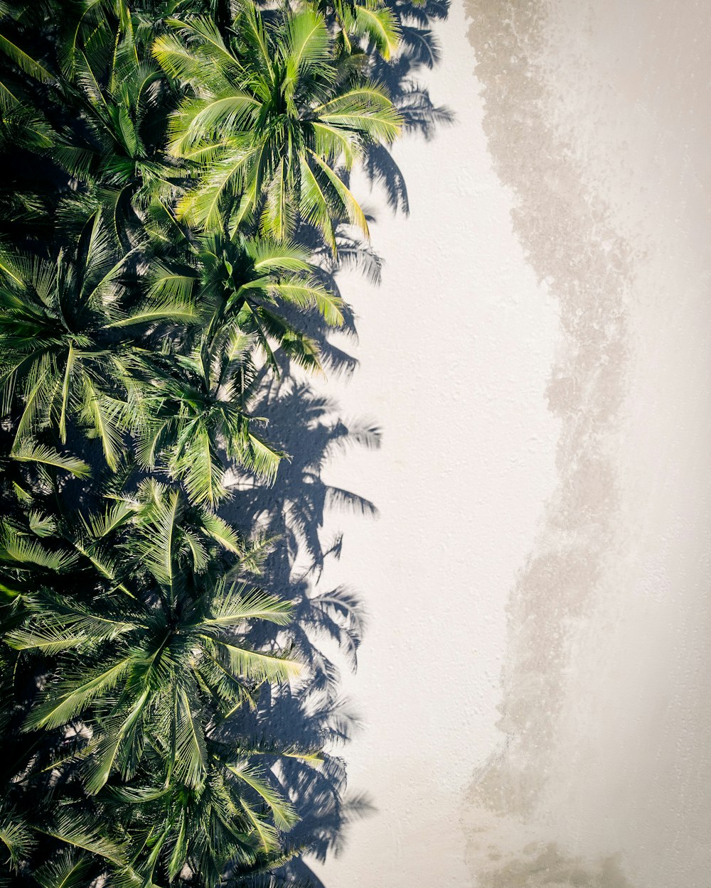 coconut palm trees