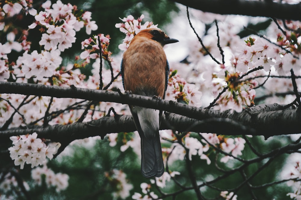 brown and black bird perched on branch