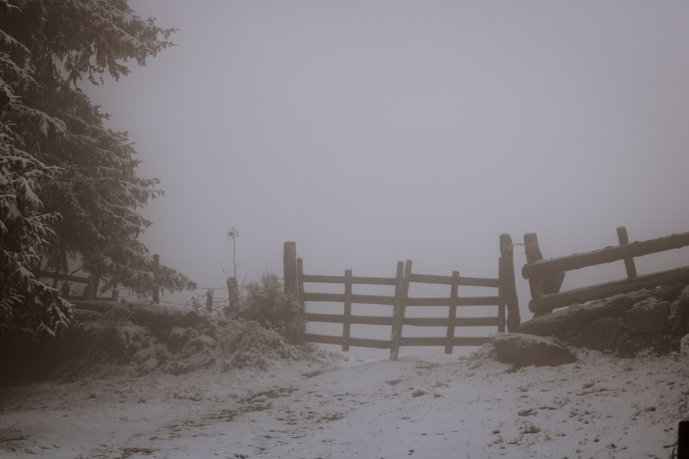 closed gate near trees