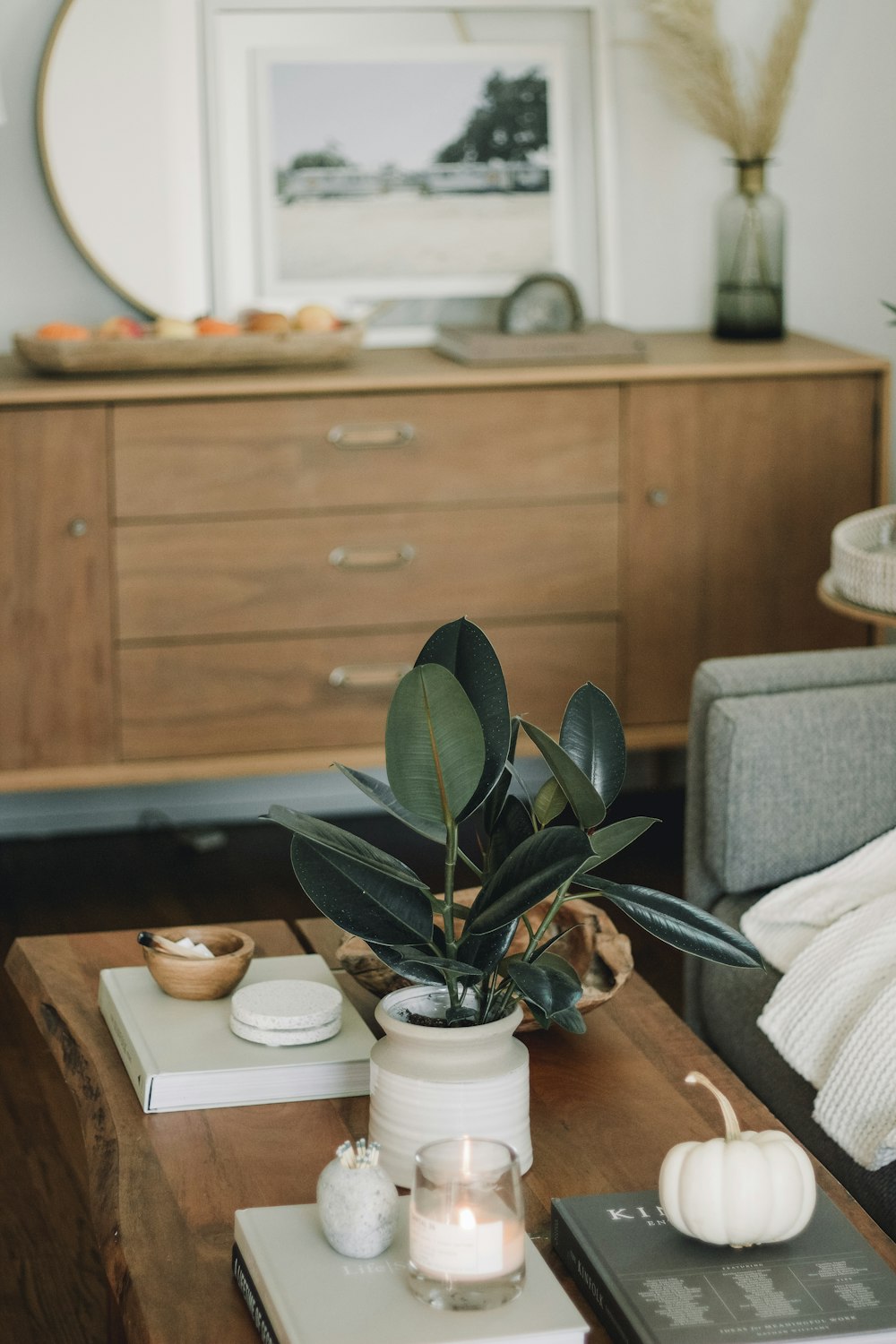 potted plant on top of coffee table