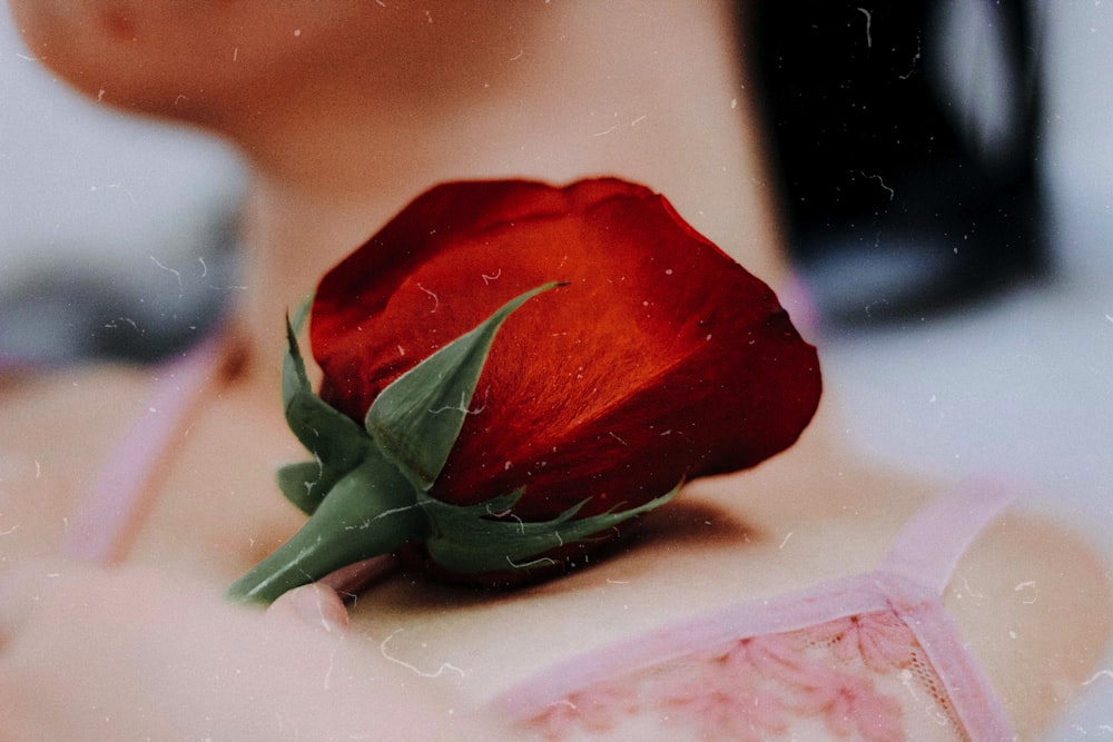 selective focus photography of red rose flower