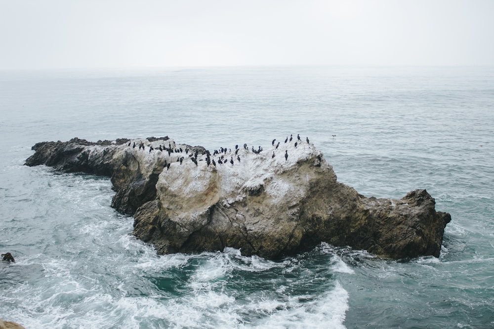 aerial photography of island with animals