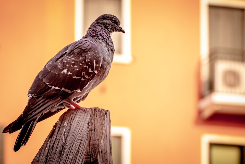 bird perched on wooden post