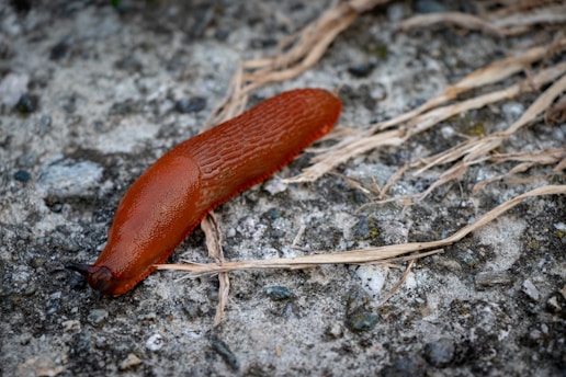 A reddish-brown slug is crawling on a rough, textured concrete surface with scattered dry grass strands around it.
