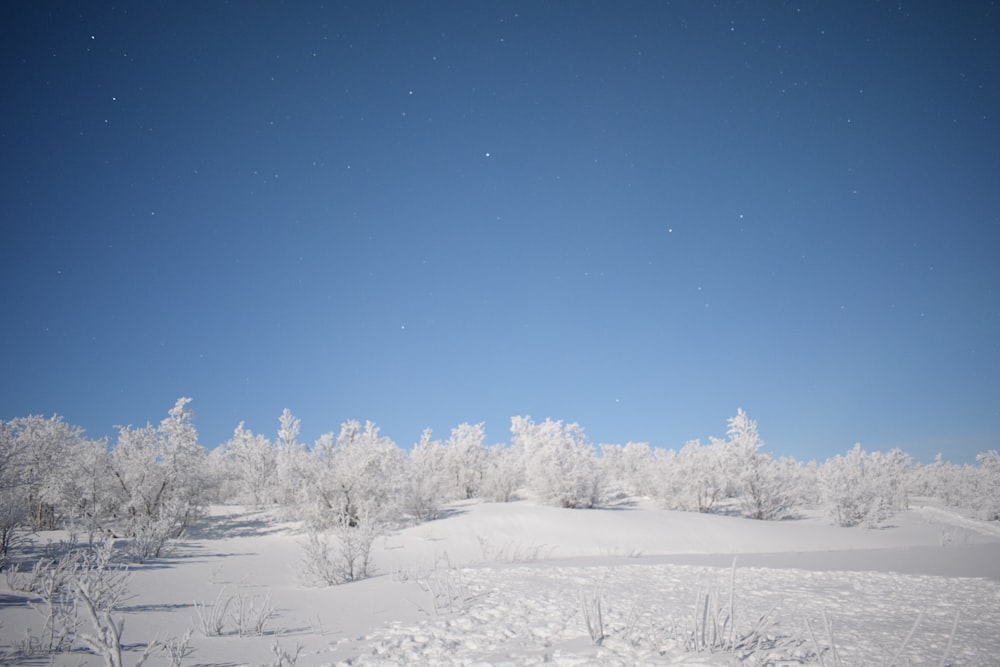 snow covered trees and field during day