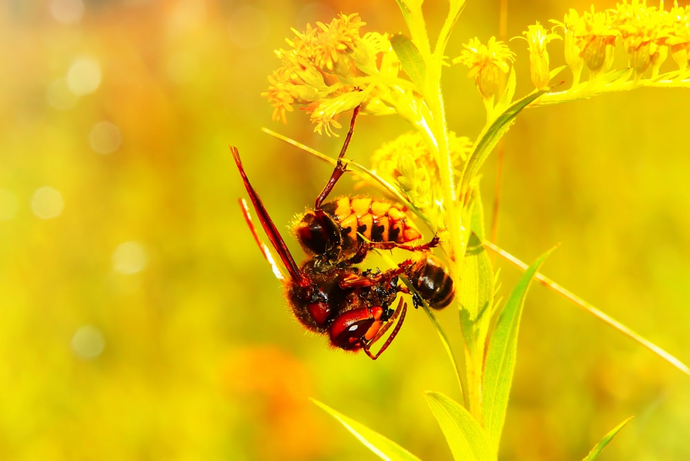 bee perched on plant