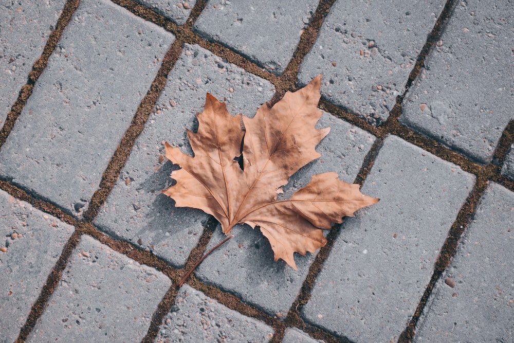 withered maple leaf on brick floor