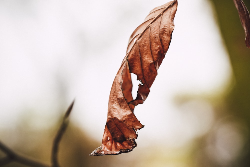 brown dried leaf clinging on branch